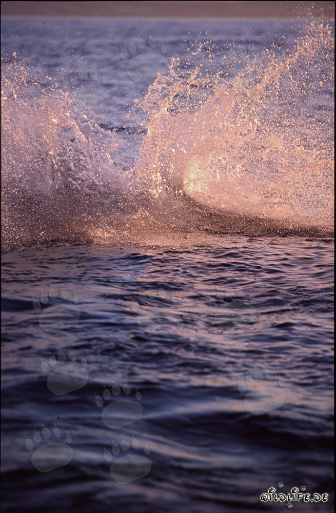 Great white shark attacking a neoprene seal decoy in the evening light