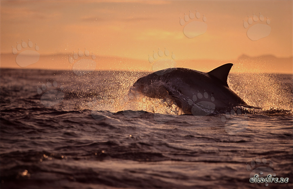 Breaching Great White shark hunting for a fur seal