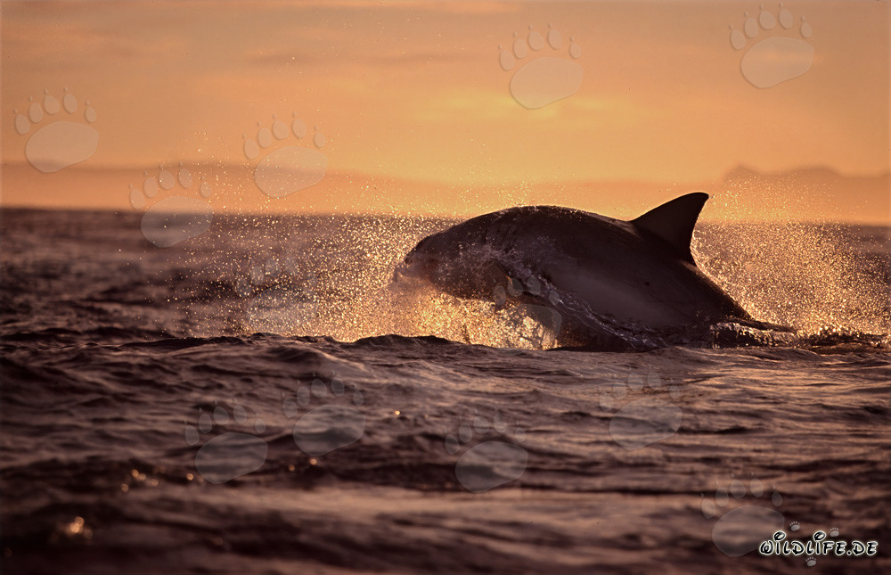 Requin blanc sautant chasse une otarie à fourrure