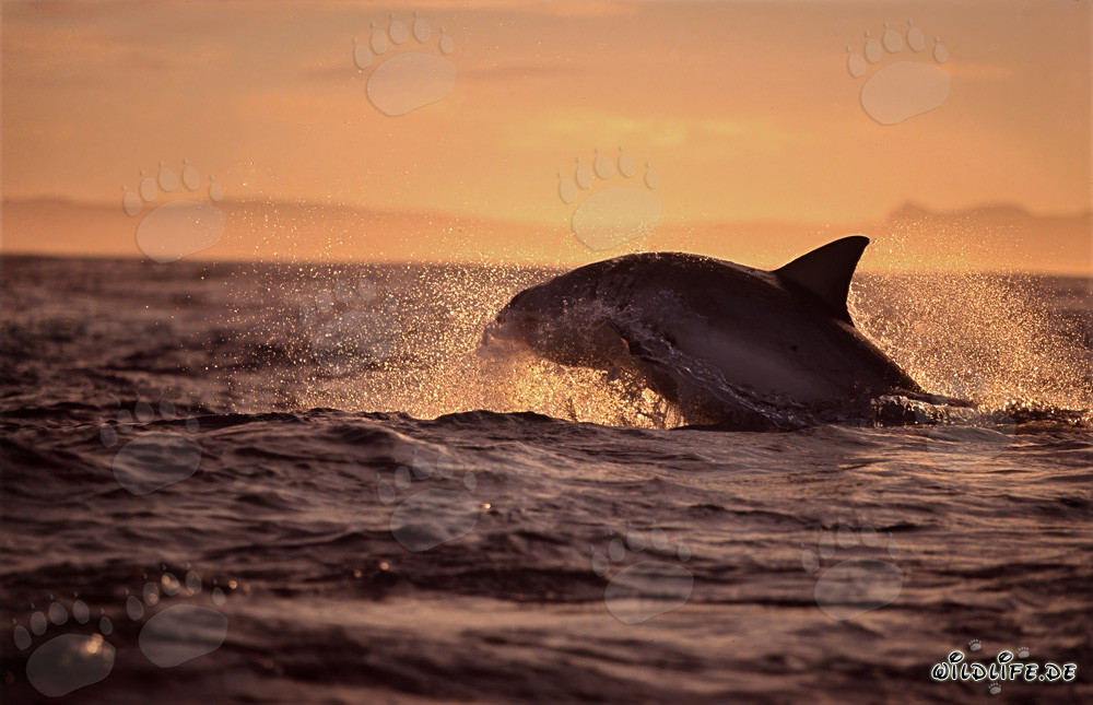 Tiburón blanco saltando persigue una foca de piel