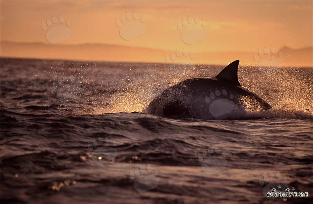 Fascinante Gran Tiburón Blanco cazando una foca de piel delante de la Isla Seal