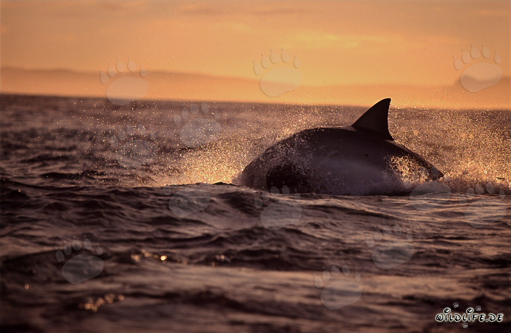Impressionnant grand requin blanc chassant une otarie à fourrure devant l'île Seal