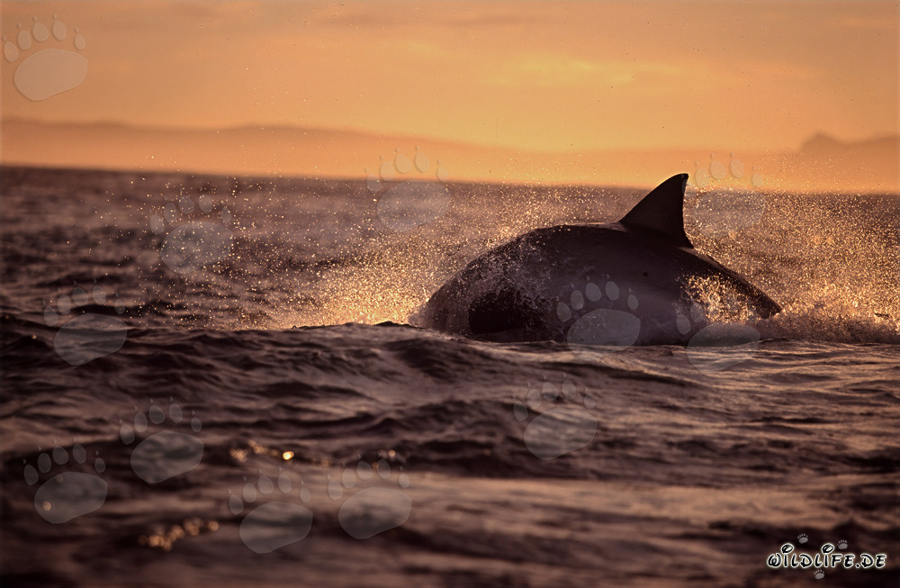 Fascinating Great White Shark hunting for a fur seal near Seal Island