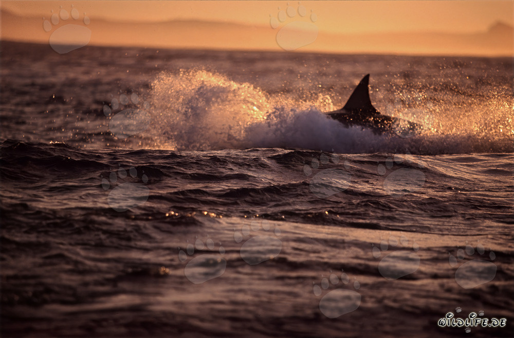 Breaching Great White shark hunting for a fur seal