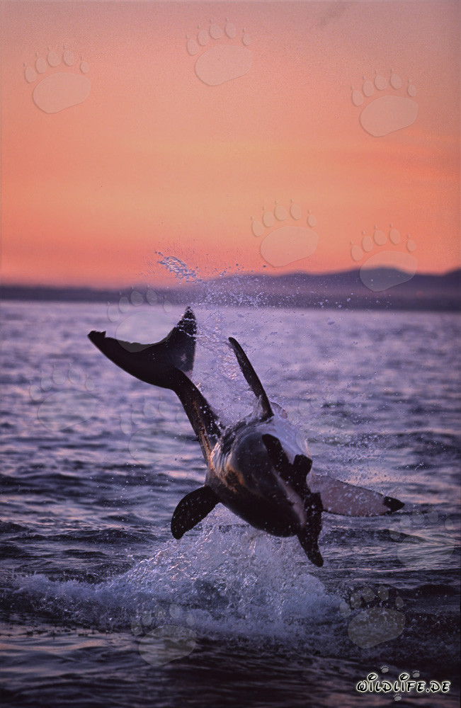 Fascinating great white shark breaching in the last evening light