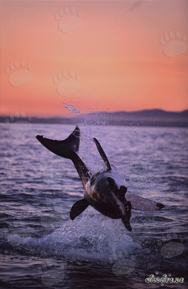 Fascinante tiburón blanco salta fuera del agua en la última luz de la tarde