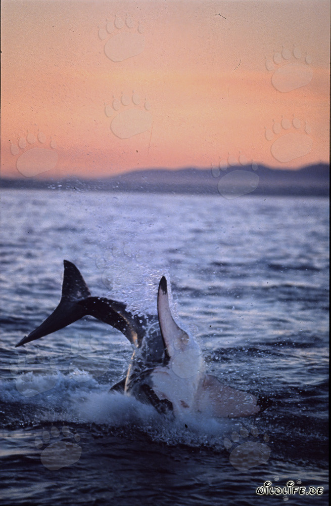 Grand requin blanc sautant dans la dernière lumière du soir