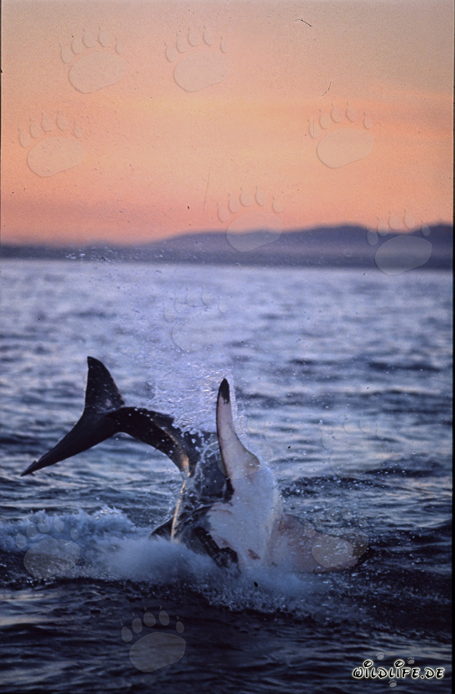 A great white shark breaches near Seal Island