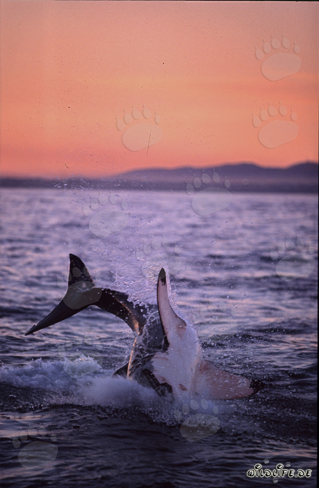 Saut fascinant d'un grand requin blanc dans la lumière du soir devant l'île aux phoques