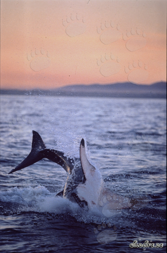 Grand requin blanc saute dans la dernière lumière du soleil
