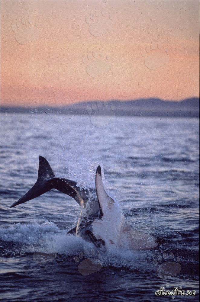 Majestic Great White Shark breaches in the last sunlight