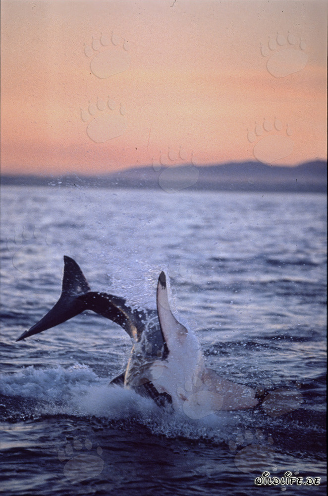 Tiburón blanco majestuoso salta en la última luz del sol