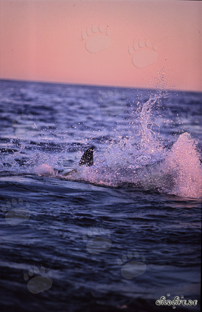 Majestic Great White Shark breaching in golden evening light