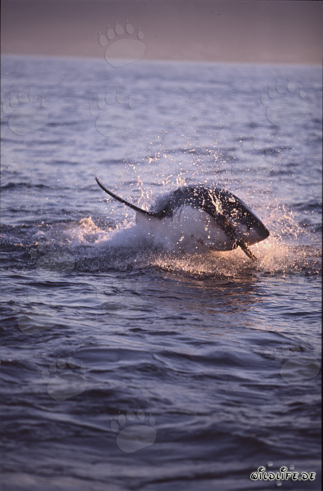 Gran tiburón blanco saltando frente a la isla de las focas