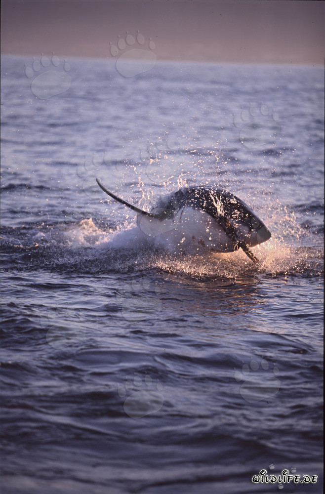 A great white shark breaches near Seal Island