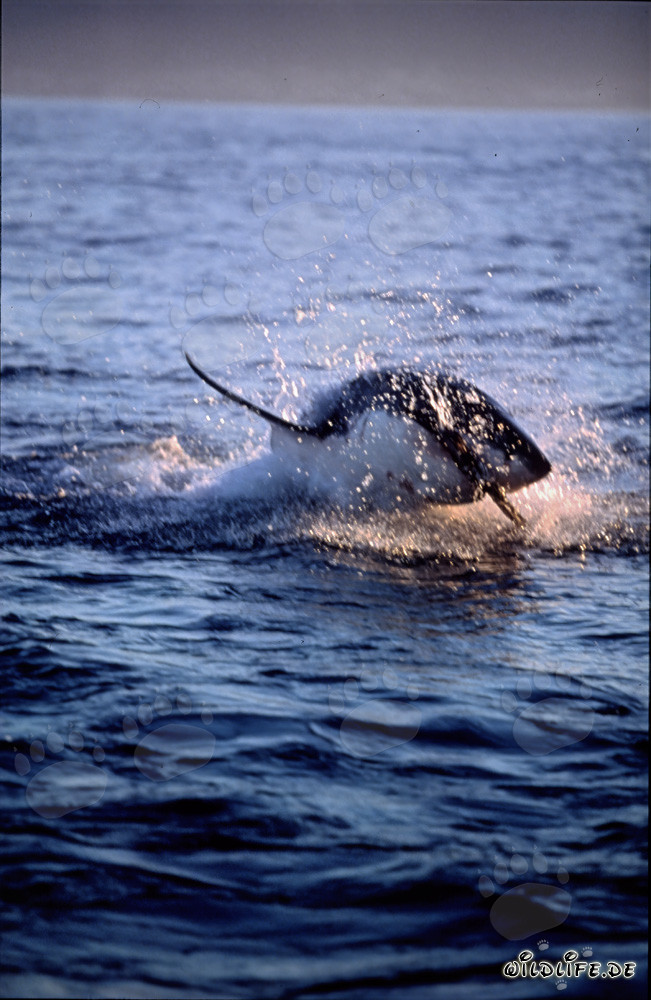 Grand requin blanc sautant dans la dernière lumière du soir