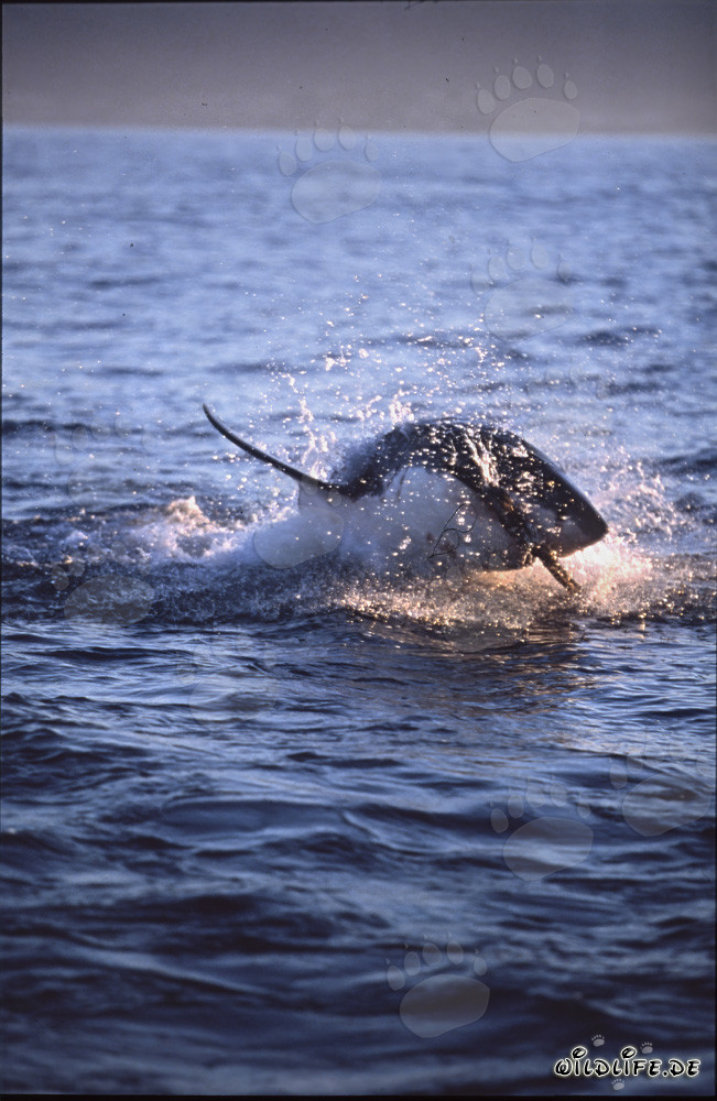 Majestic great white shark breaches in the last evening light