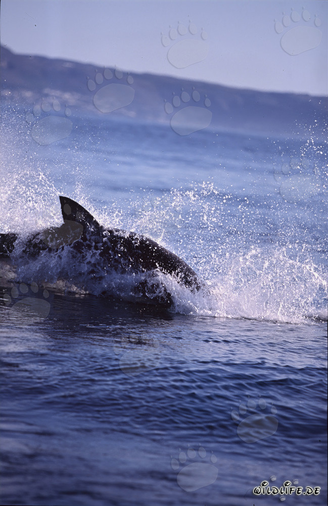 Impressionnant saut d'un grand requin blanc à la chasse d'un phoque à fourrure