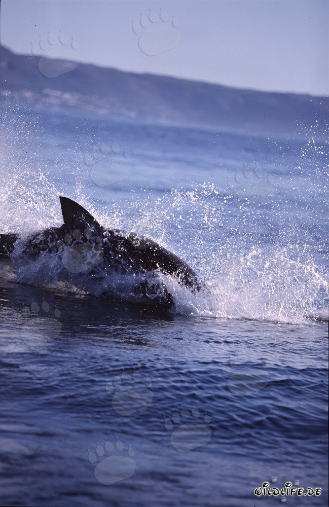 Spectacular breach of a Great White Shark hunting a fur seal