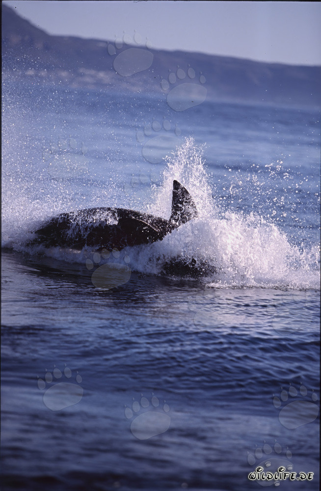 A great white shark breaches near Seal Island