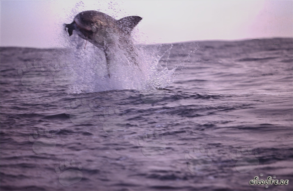 Grand requin blanc sautant devant l'île aux phoques