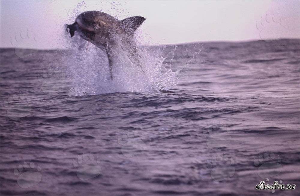 A great white shark breaches near Seal Island