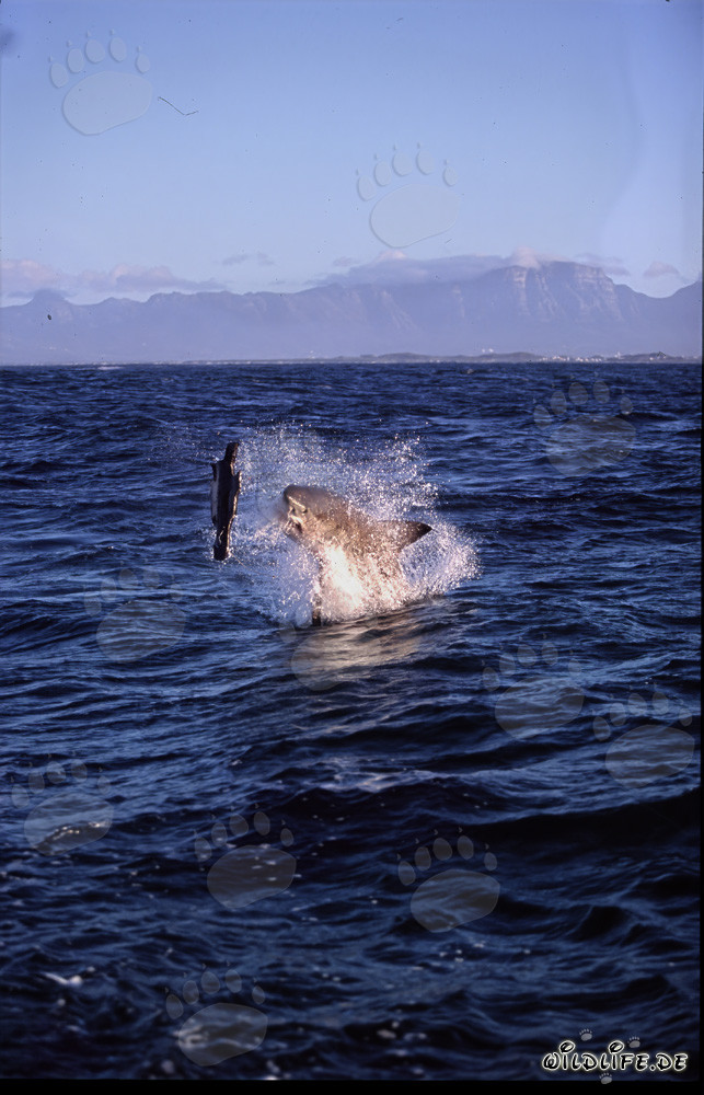 A great white shark breaches near Seal Island