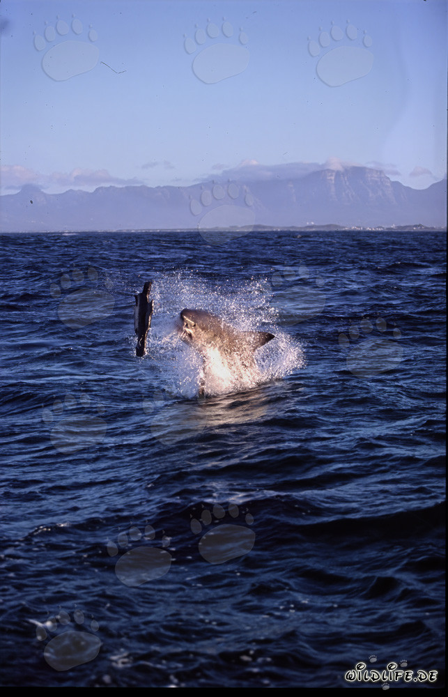 Gran Tiburón Blanco saltando frente a Seal Island