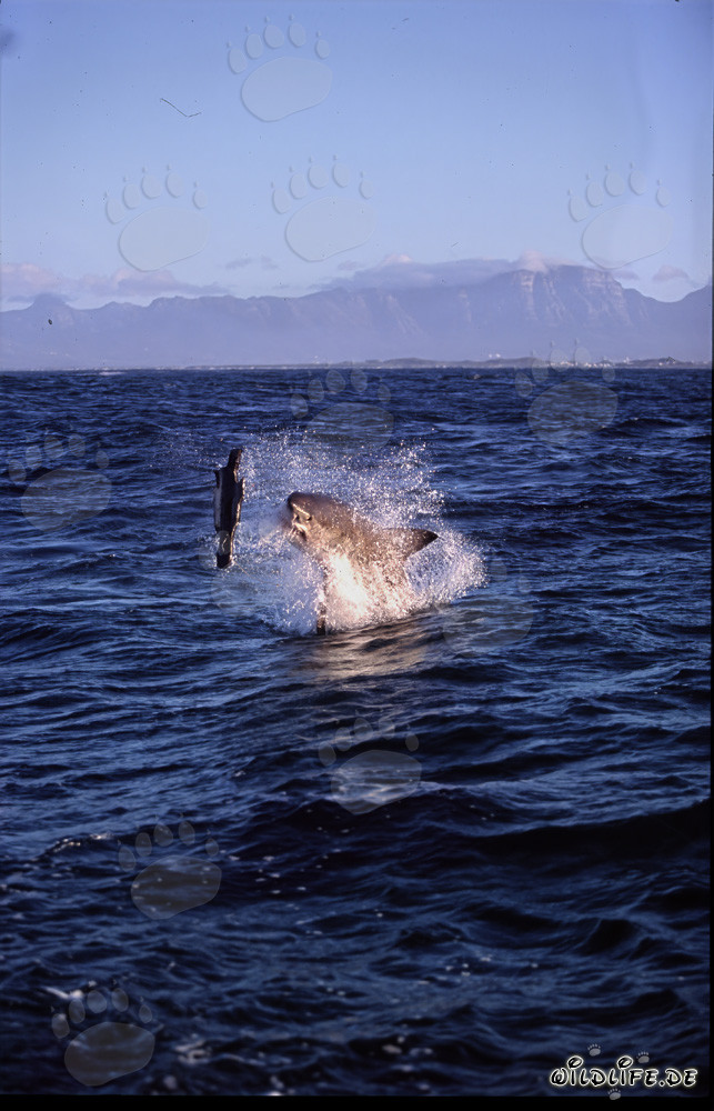 Grand Requin Blanc sautant devant Seal Island