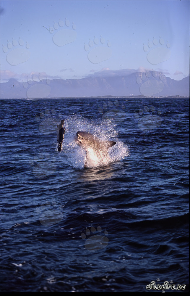 Grande Squalo Bianco che salta davanti a Seal Island