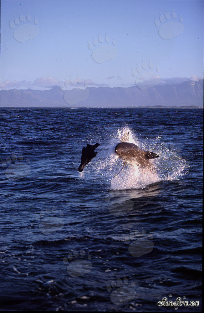 A great white shark breaches near Seal Island