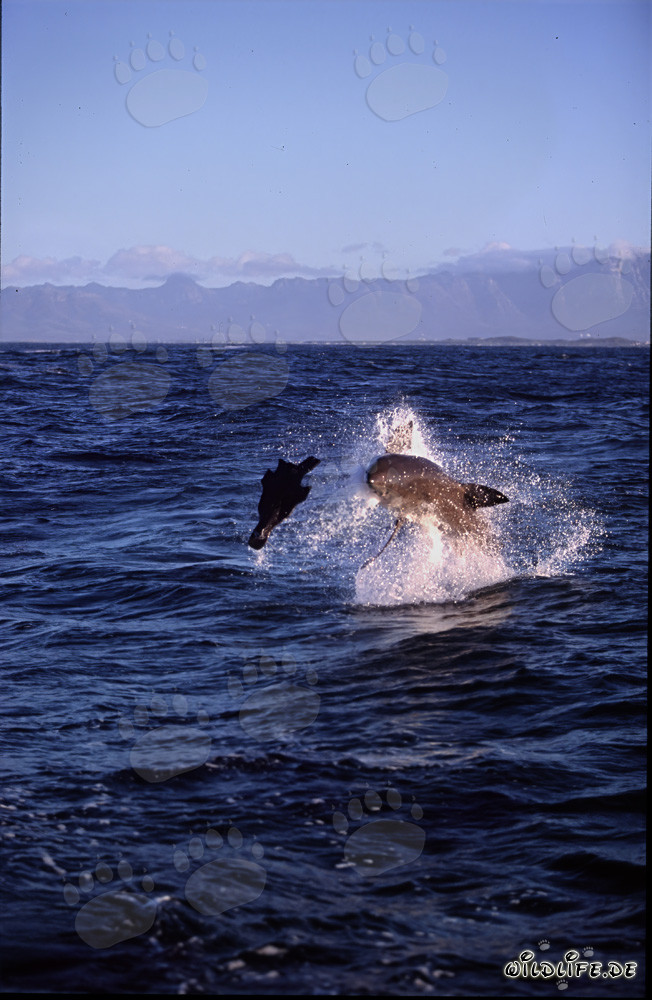 Tiburón Blanco saltando frente a la Isla de las Focas
