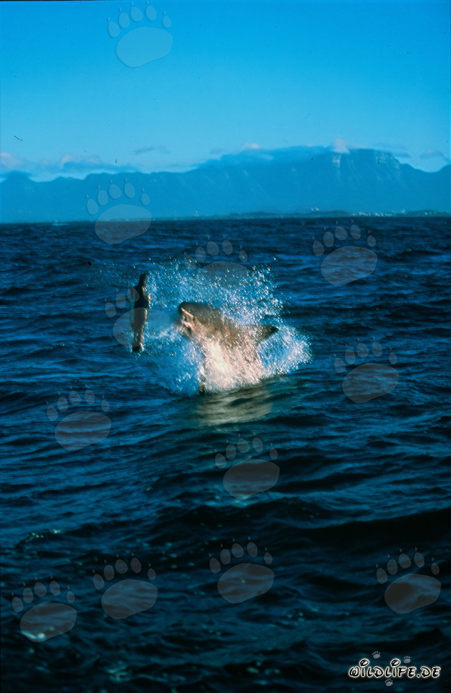 Grand requin blanc sautant devant l'île des phoques