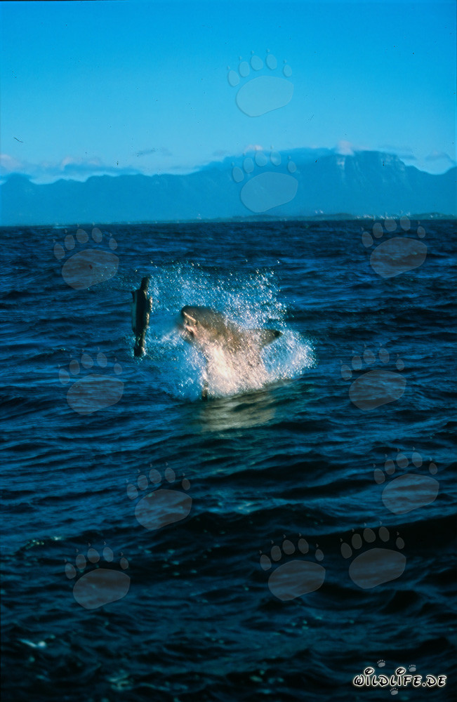 Gran tiburón blanco saltando frente a la Isla de las Focas