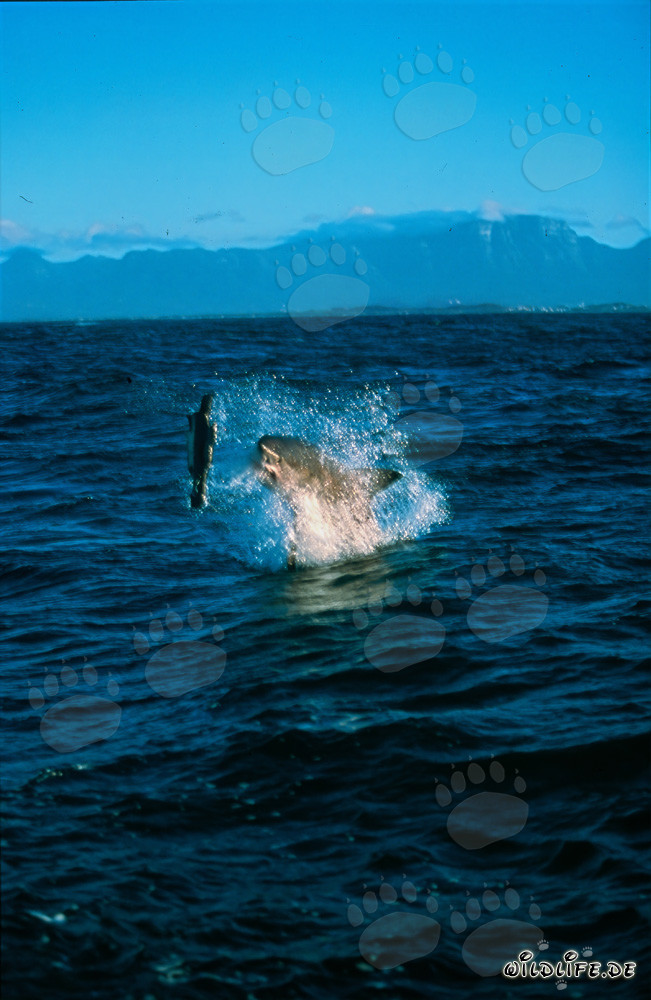 Springender Weißer Hai vor Seal Island