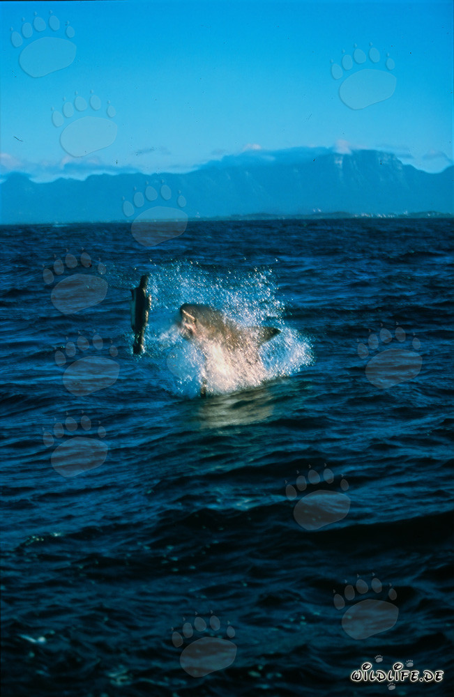 A great white shark breaches near Seal Island