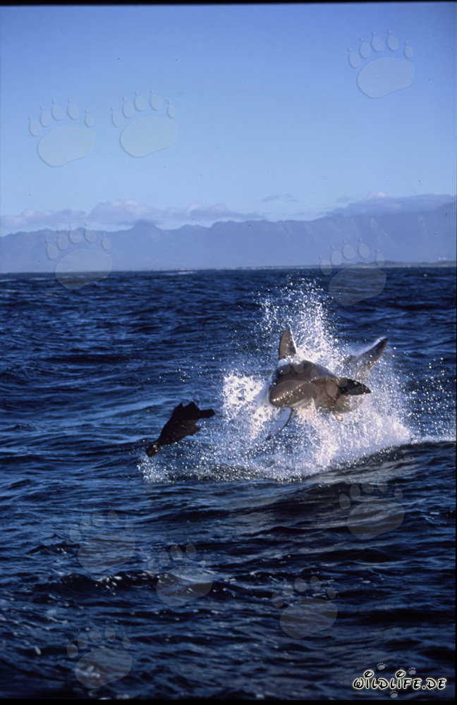 Grand requin blanc sautant devant l'île Seal
