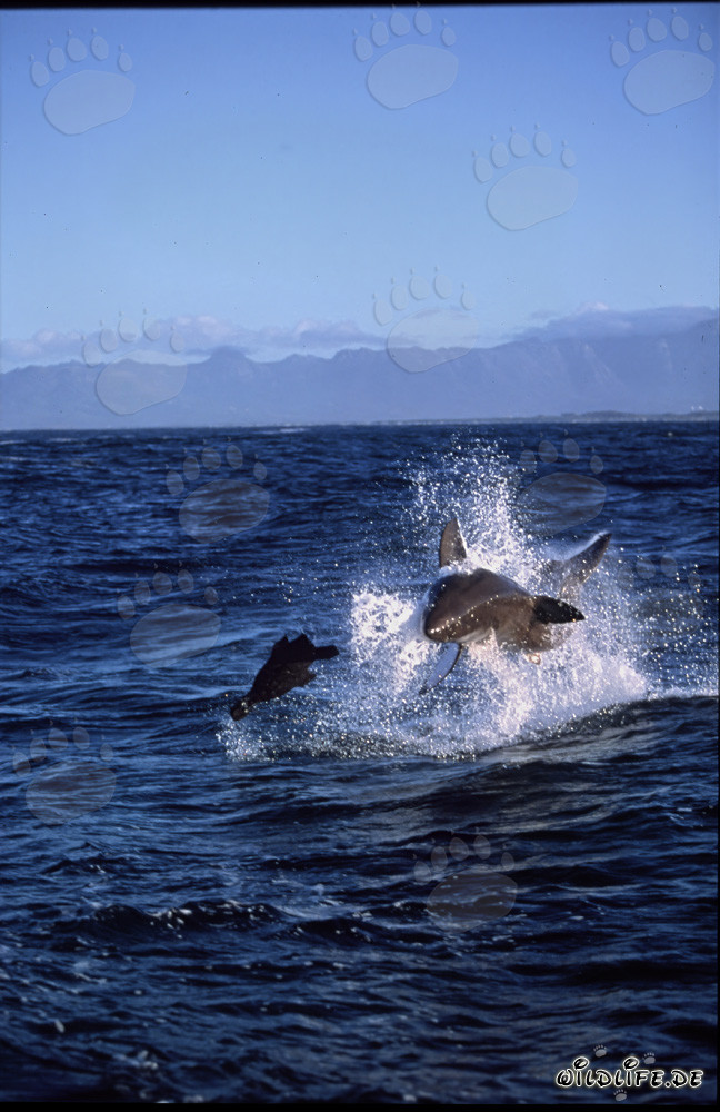 Tiburón blanco saltando frente a la Isla de las Focas