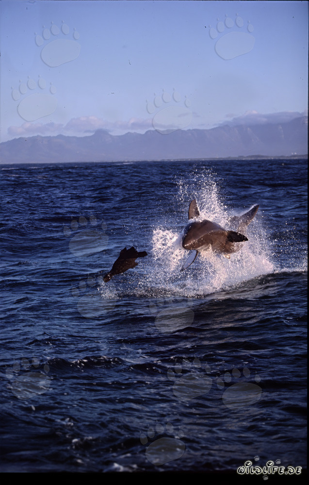 Gran tiburón blanco saltando frente a la Isla de las Focas