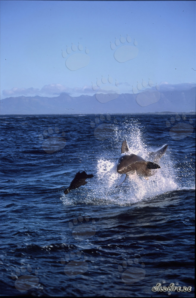 Ataque fascinante: Gran Tiburón Blanco saltando cerca de Seal Island