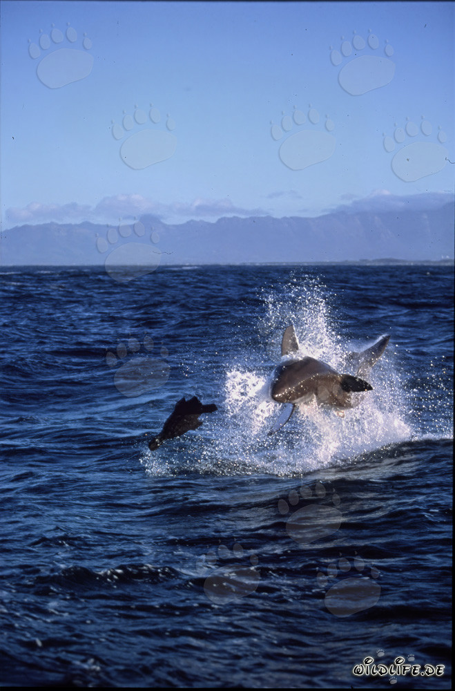 Attaque fascinante : Grand Requin Blanc sautant près de Seal Island