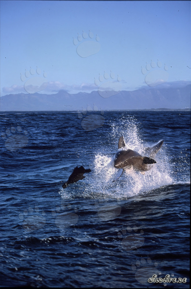 Fascinating Encounter: Great White Shark Breaching near Seal Island