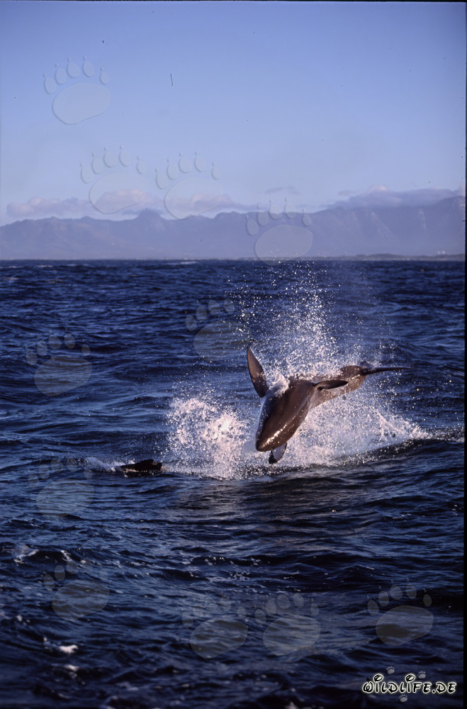Gran tiburón blanco salta del agua en Seal Island