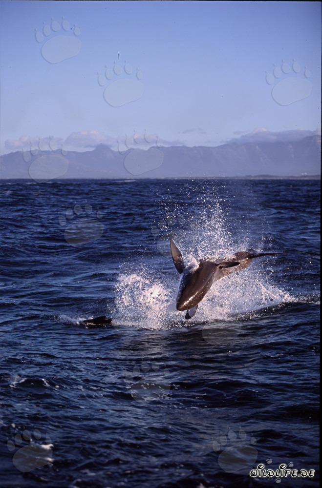 Grande squalo bianco salta fuori dall'acqua a Seal Island