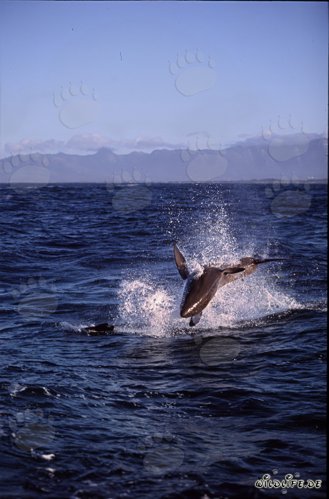 Imposanter Weißer Hai springt an Seal Island aus dem Wasser