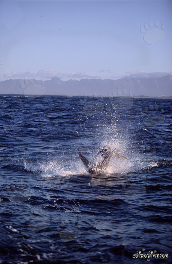 A great white shark breaches near Seal Island