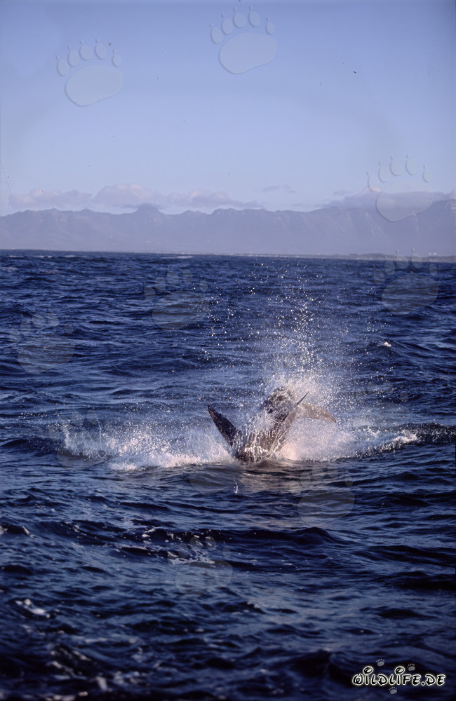Grande squalo bianco insegue una foca pellicciata saltando