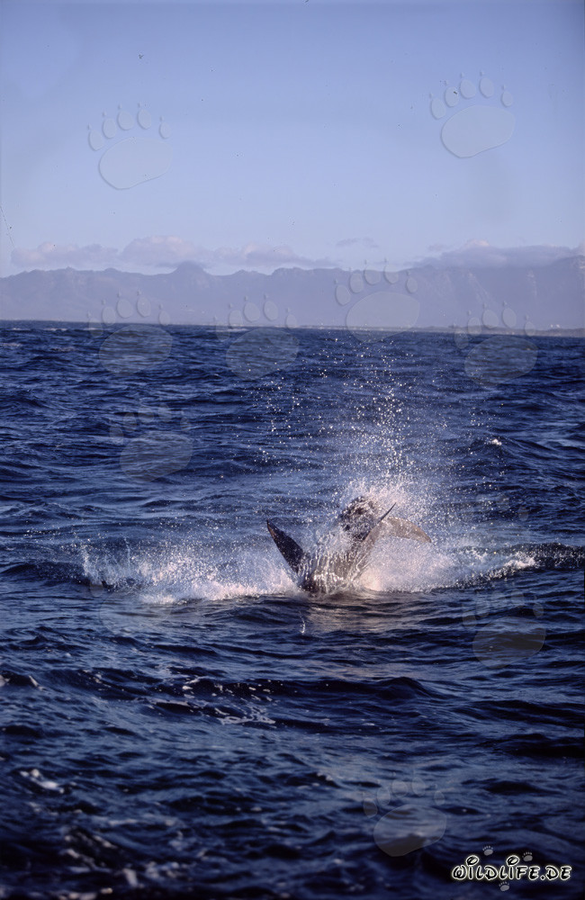 Tiburón blanco saltando para cazar una foca de piel