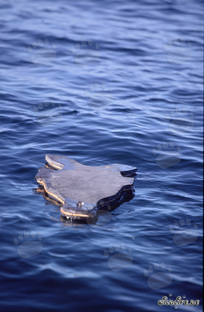 Esca di foca in neoprene incredibilmente realistica per la caccia ai grandi squali bianchi
