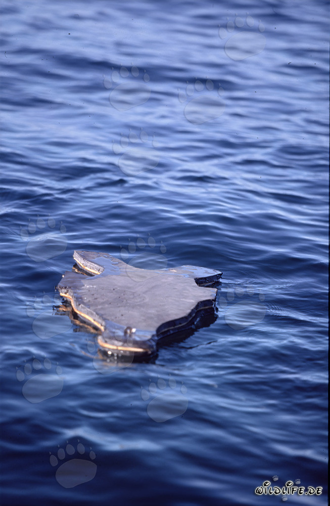 Deceptive Neoprene Seal Decoy for Hunting Great White Sharks